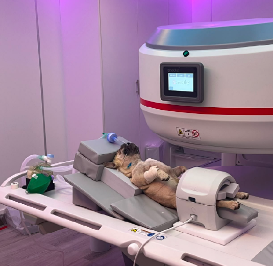 kzn-vets-mri-become-a-partner-practice (1)